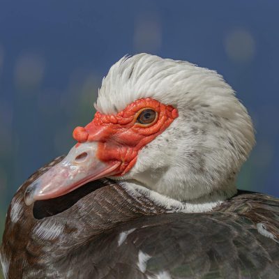Canard de barbarie