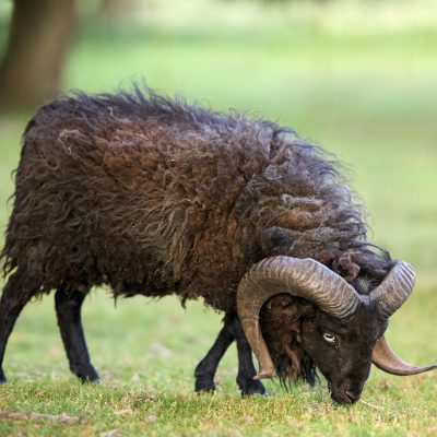 Mouton d’Ouessant