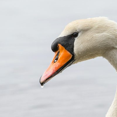 Cygne tuberculé