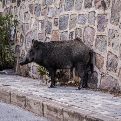 Sanglier