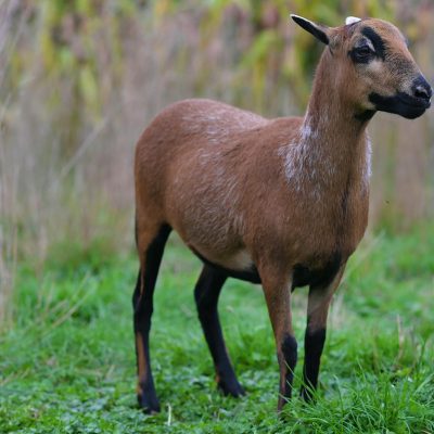 Mouton du Cameroun