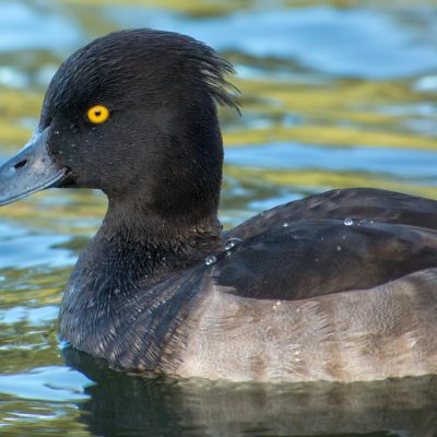 Fuligule morillon