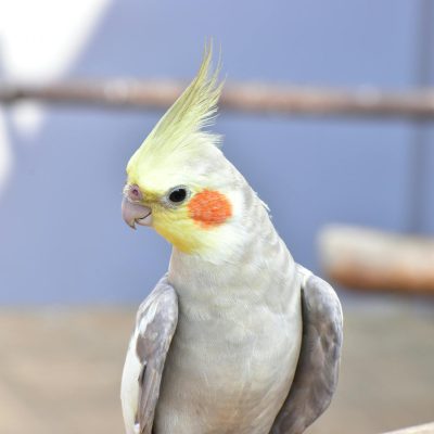 Calopsitte