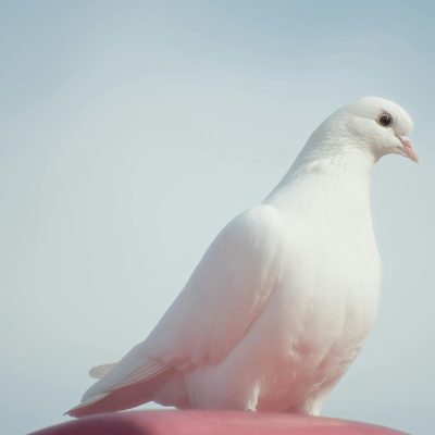 Pigeon blanc