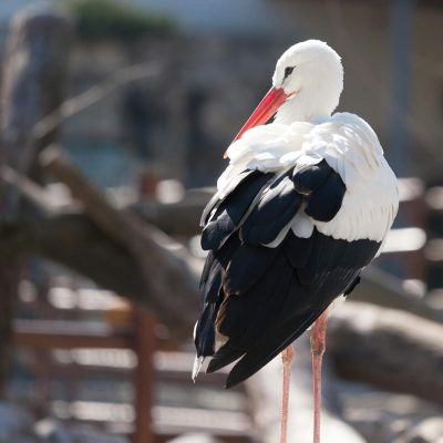 Cigognes