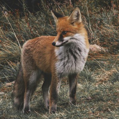Renard roux