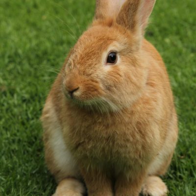 Lapin nain