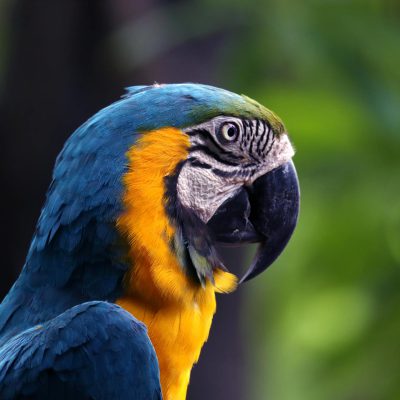Ara bleu