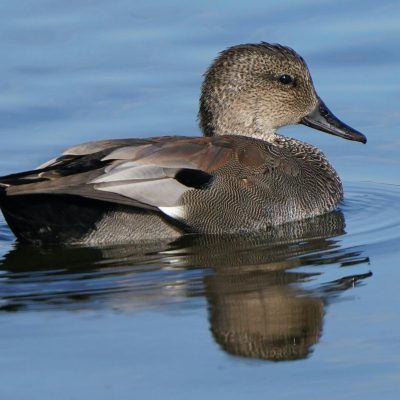 Canard chipeau