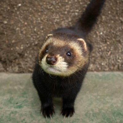 Furet