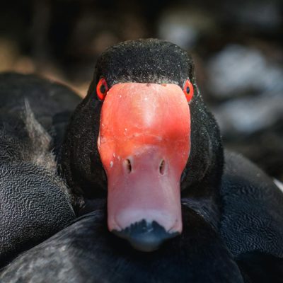 Canard péposaca