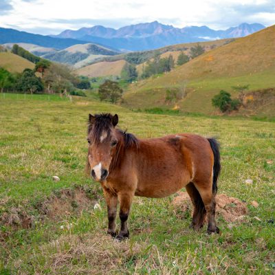 Poneys