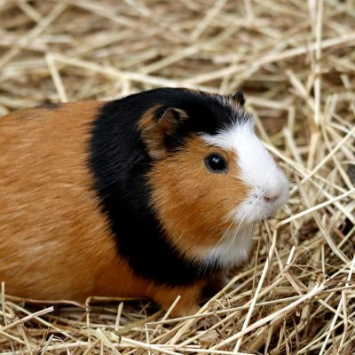 Cochon d'Inde