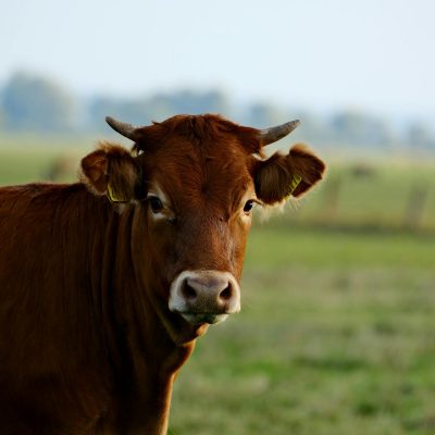 Vache Corse