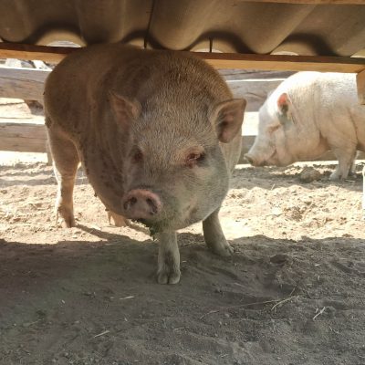 Photo d'un cochon Göttingen
