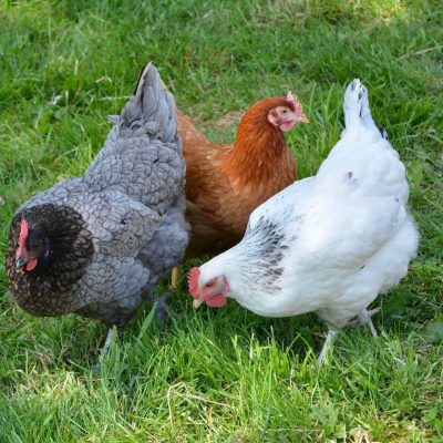 Poule